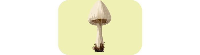 Maitake mushroom 