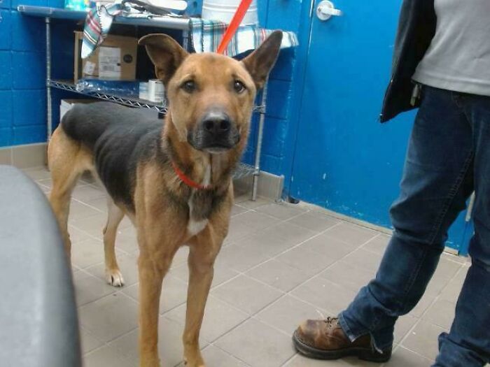 Found This Dude Wandering Around Alone At A Trailhead Parking Lot In The Mountains, Think I Will Adopt Him When He Goes Up For Adoption