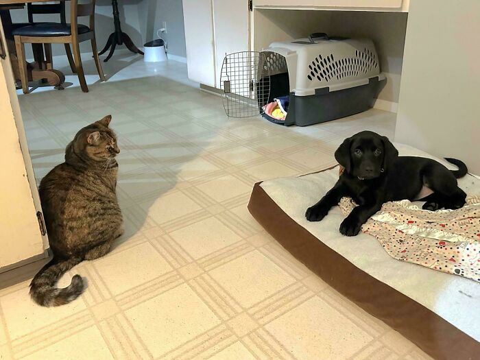 My Parent's Cat Is Still Getting Accustomed To Having A New Puppy Around