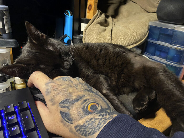 Adopted Our Very First Cat Last Weekend. I Was Worried We'd Get A Non-Friendly Cat Who Was Very Standoffish But She's An Angel. Is Interested With Anything, Pickups No Problem, Wants To Be Cradled Like A Baby, Vibrates All The Time, And... Stops Me From Working Or Playing On My PC