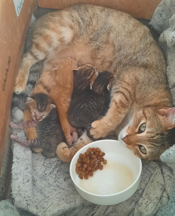 I Adopted A Kitten And She Came With A Gift.. The Kitten Was Pregnant