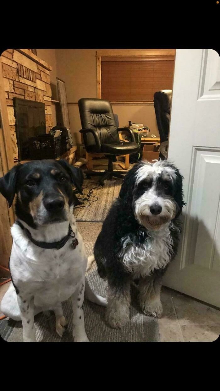 Meet Bear (Right) He Just Lost His Human And His Family Offered Him To Me, I Couldn’t Refuse