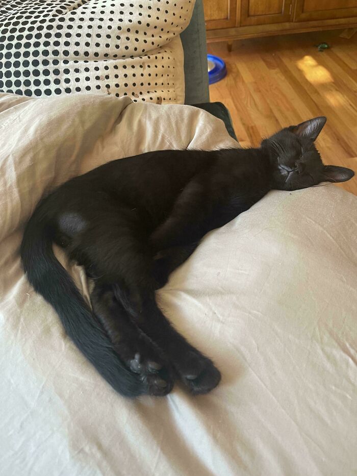 His First Sound Sleep After Being Adopted From A Shelter