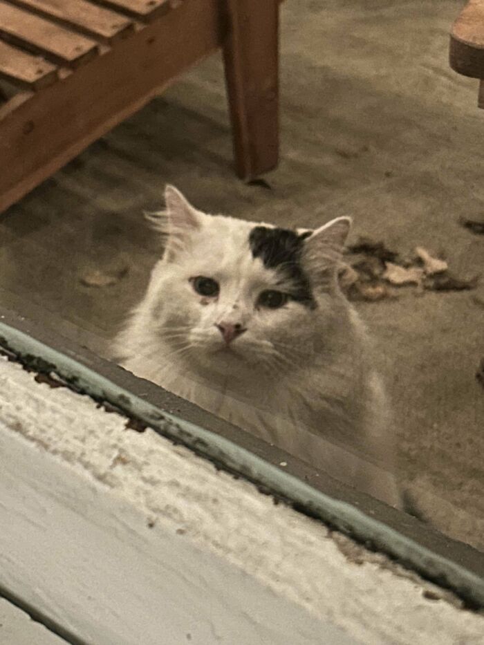 Meet Royal, The Stray That Adopted Me