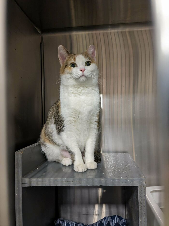 Meet The Newest Member Of Our Family, Maple 🍁