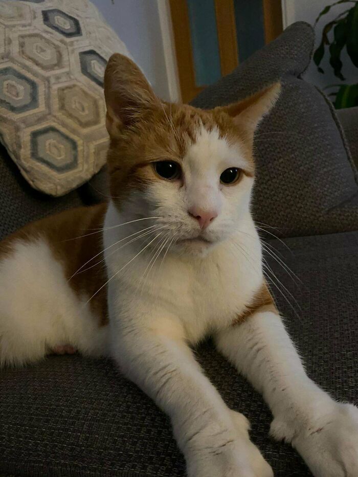 Marco, Our Newly Adopted Cat ♥️