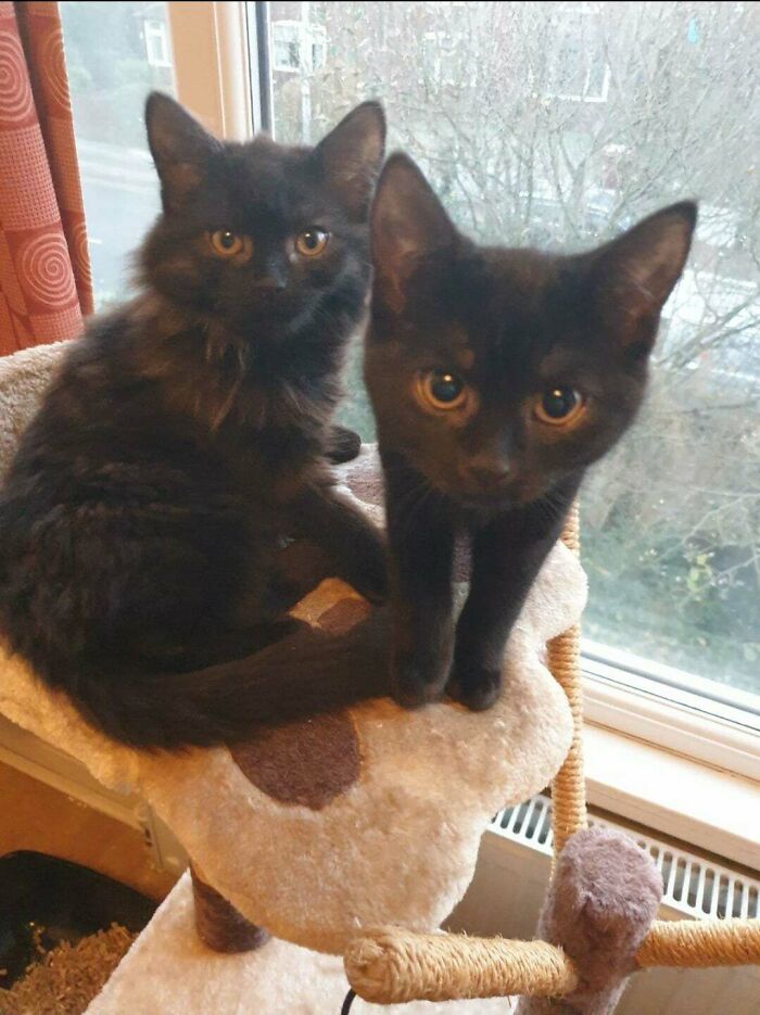 We Adopted These 2 Little Black Beauties About 5 Weeks Ago! I Think We May Be In For Trouble!
