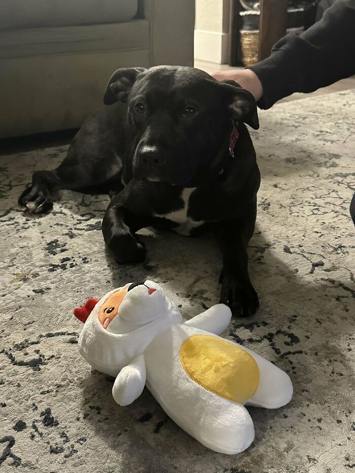 Just Adopted My First Dog :)