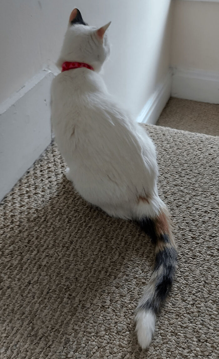 Just Adopted This Sweet Gal. I Want To Call Her A Calico Bc Of Her Tail And Ears, But She's Still Mostly White. What Do You All Think?