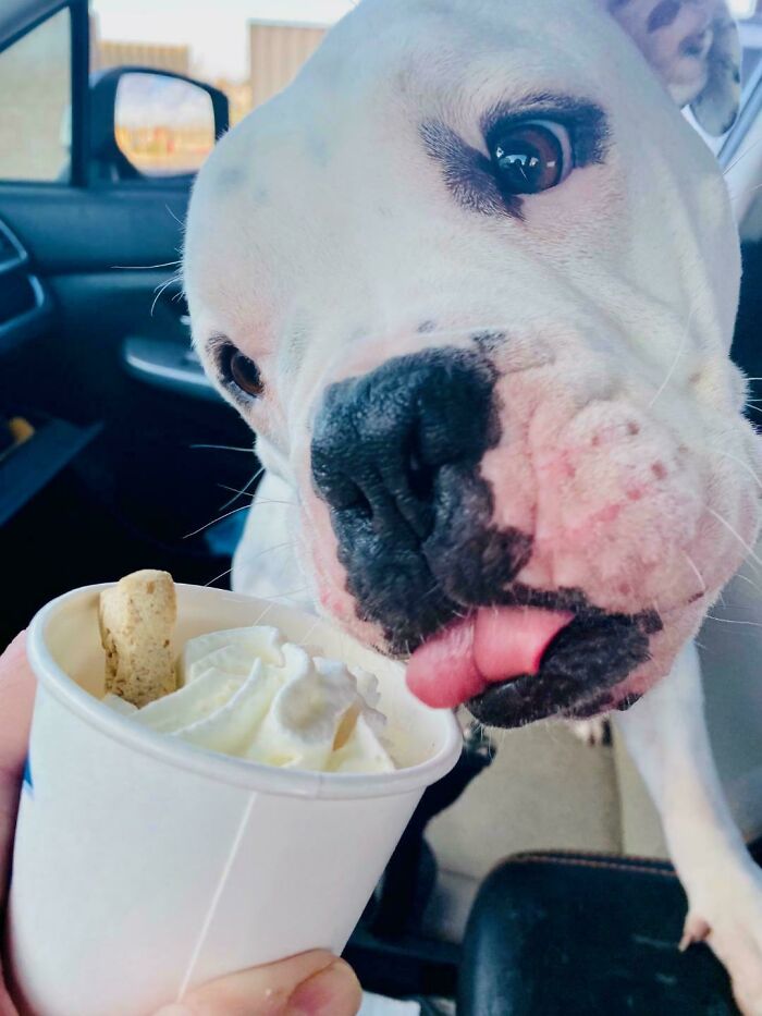 Brutus [newly Adopted Bulldog] Tries His First Pup Cup