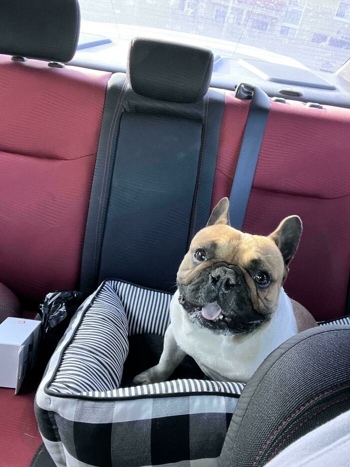 Adopted/Saved Frenchie