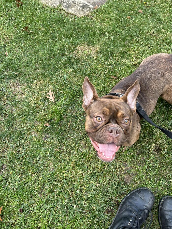 Adopted My First Frenchie The Other Day 🥺 She's Definitely A Mix- I Was Wondering If Anyone Here Knows What Of?