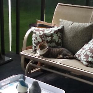 dolorescoelho avatar