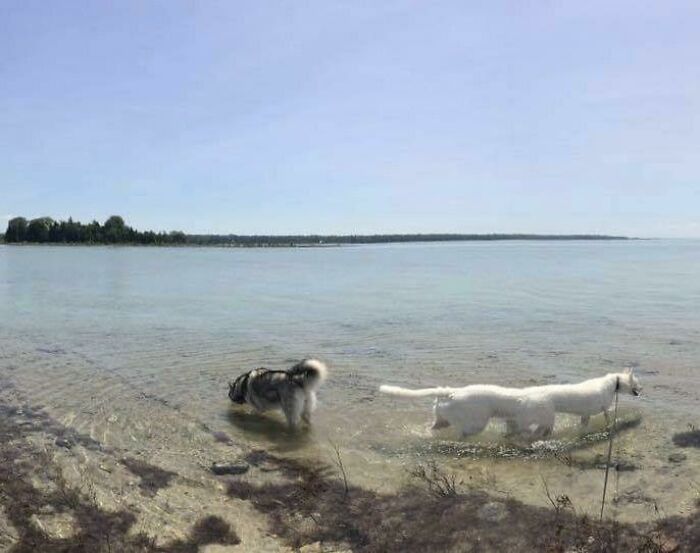My Dogs In A Lake