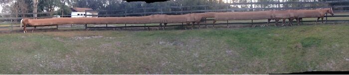 Panorama Of My Horse Walking
