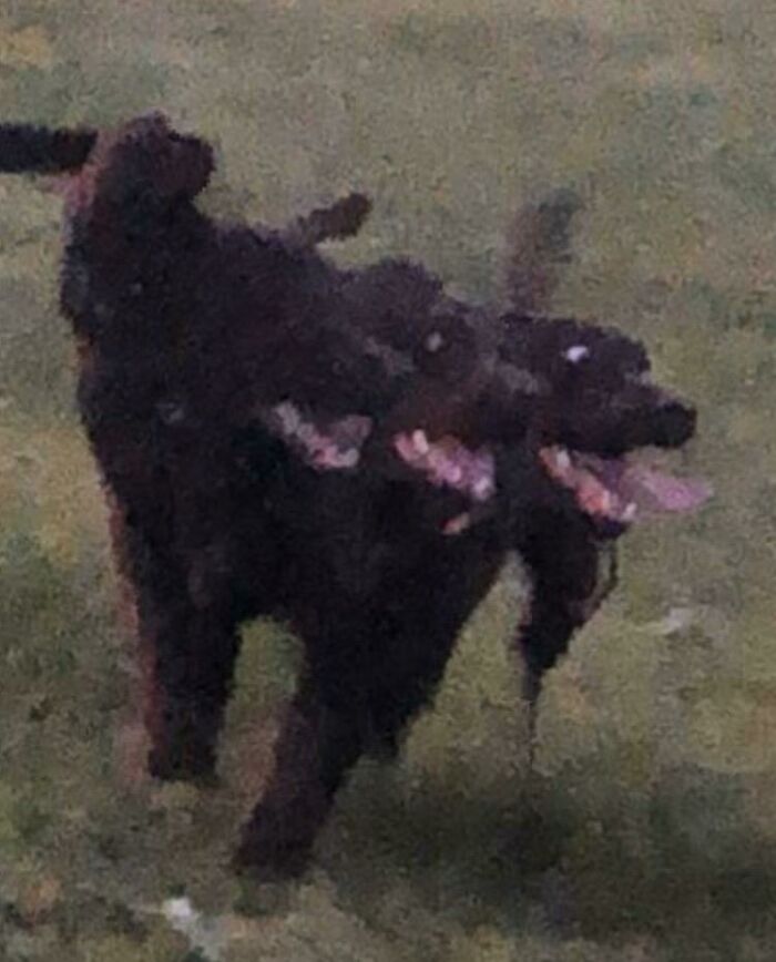 Cerberus