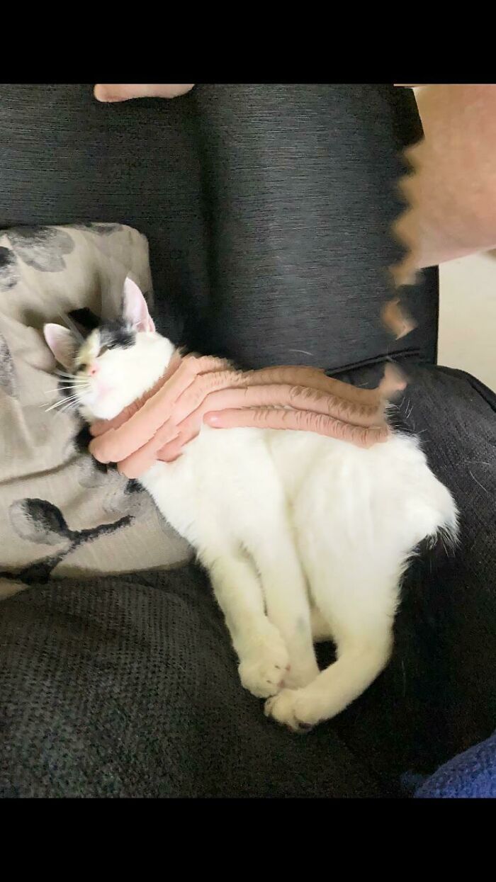 My Cat Has A Finger Scarf