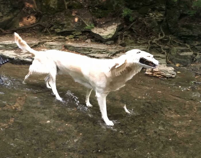 The Prehistoric Dogeodilopolis Seen In Its Natural Environment