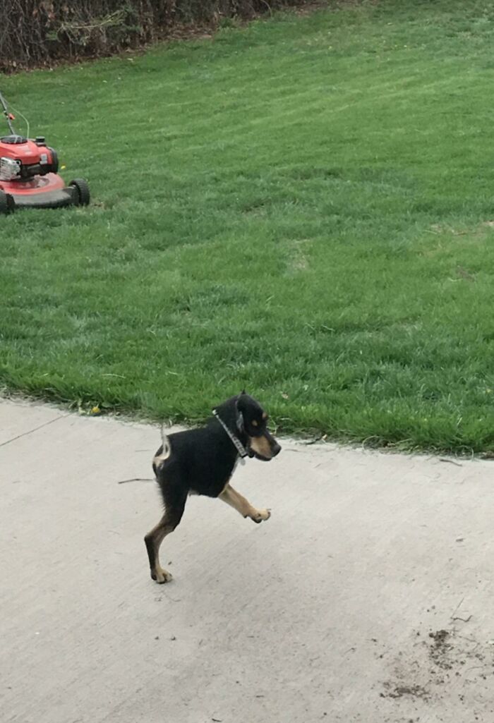 Pano Of My New Backyard When My Dog Decided To Run Through It