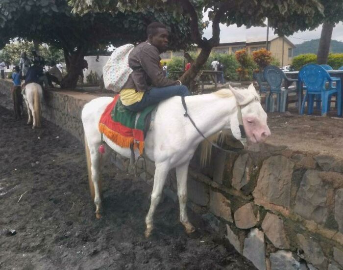 Found A Horse (?) When Browsing Random Google Street-View Images. This Is In Cameroon