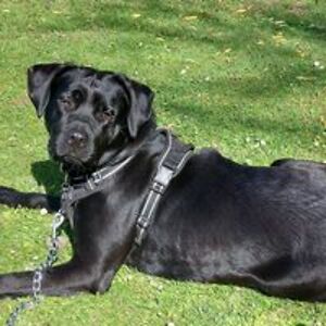 rosscliffordphd avatar