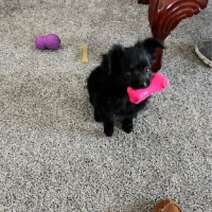 charlenedehart avatar