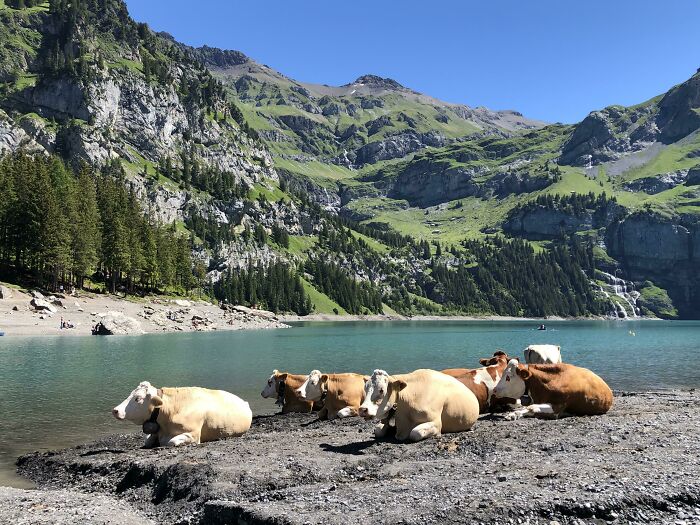 Cows By A Lake In Switzerland