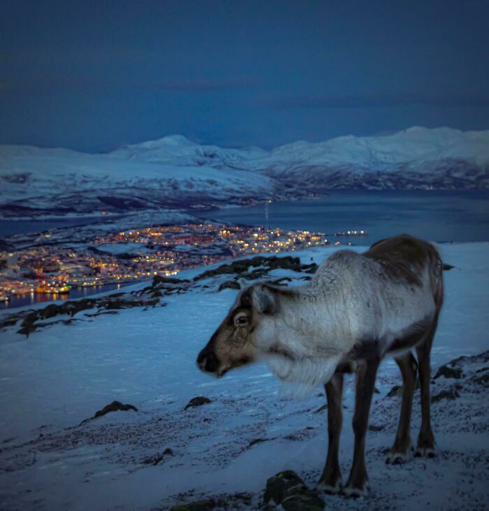 A Guardian Of Tromsø