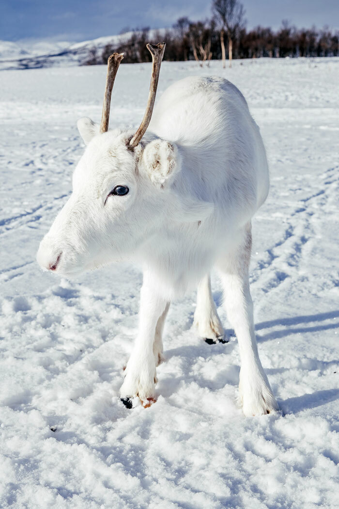 Mads Nordsveen Saw This Xxtremely Rare White Baby Reindeer While Hiking In Norway