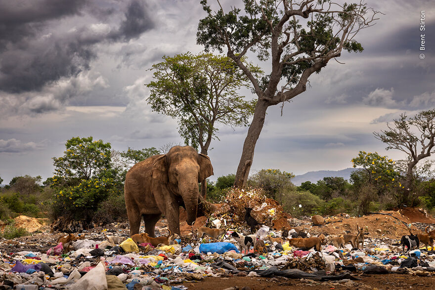 "Bull In A Garbage Dump" By Brent Stirton