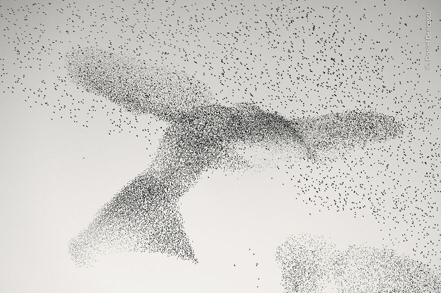 "Starling Murmuration" By Daniel Dencescu