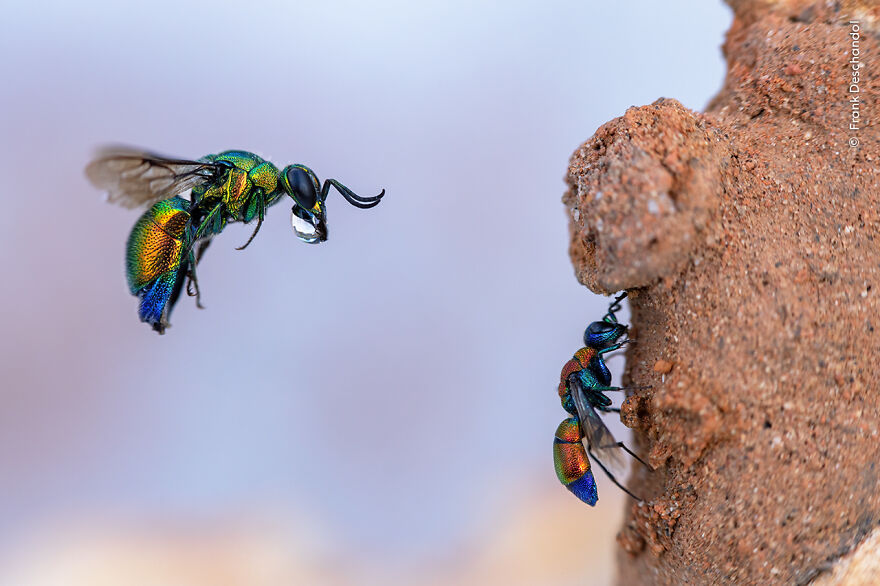 "Incoming Cuckoo Wasp" By Frank Deschandol