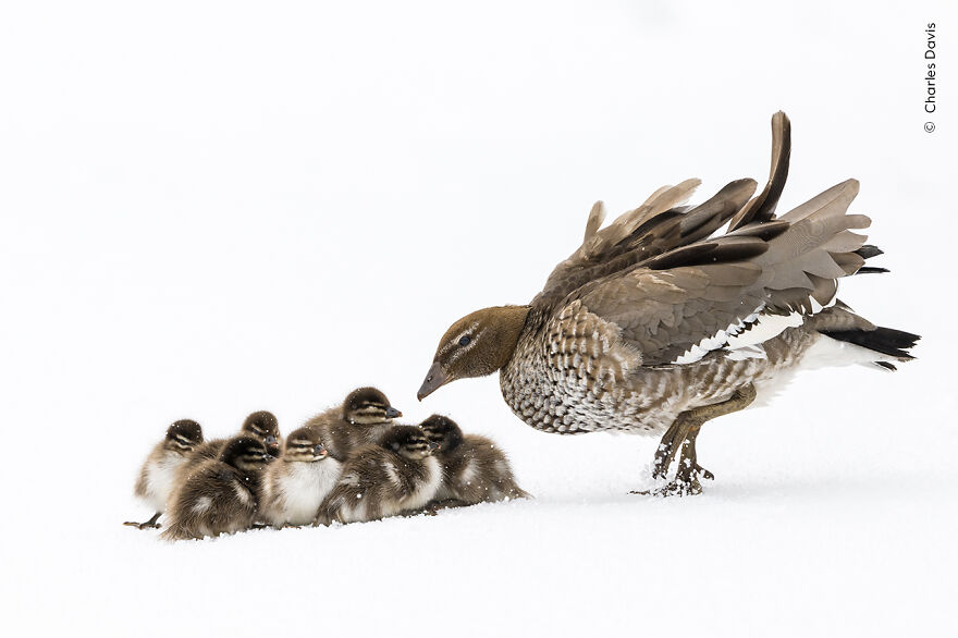 "Duckling Huddle" By Charles Davis