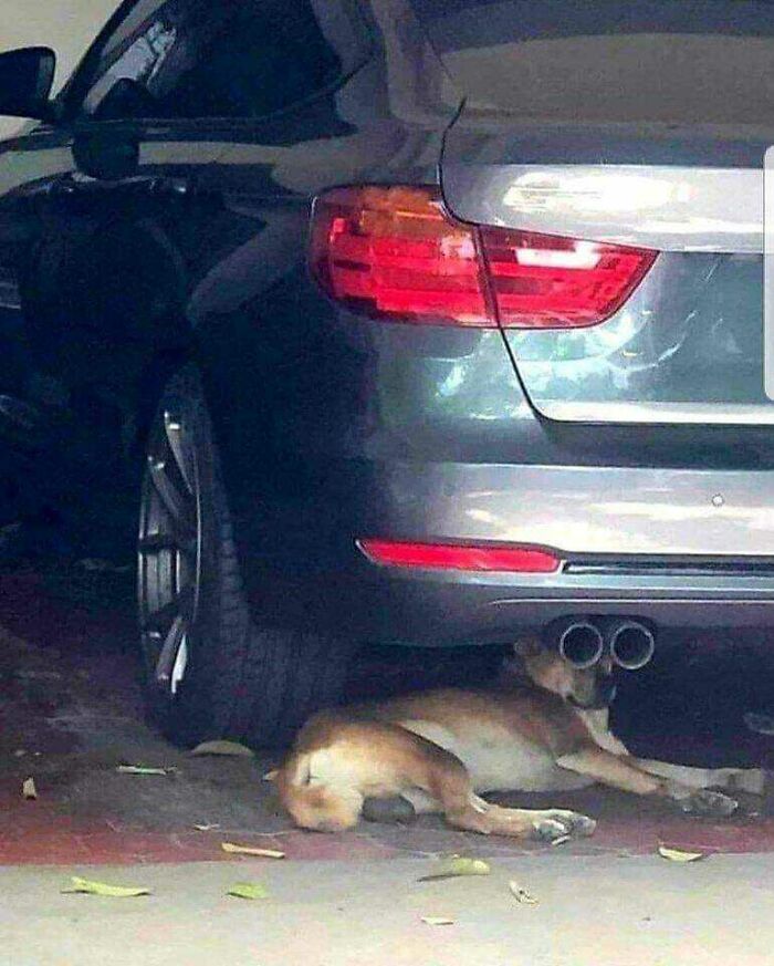 Be Careful Out There, Just Seen An Undercover Dog Using Binoculars...