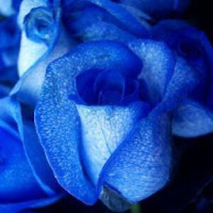 charlottebrooksyear09 avatar