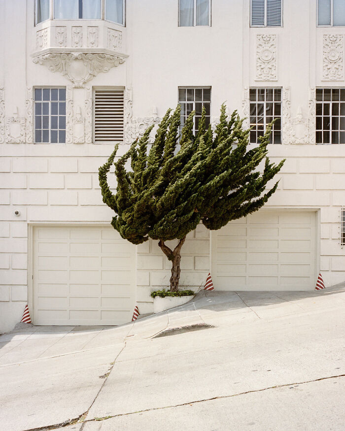 Wind Shaped Tree (Marc Alcock)
