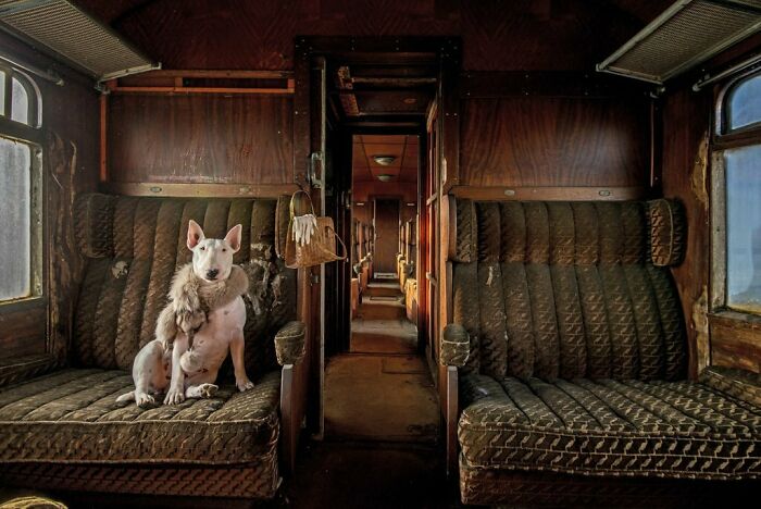 Bull Terrier In Abandoned Train, Belgium