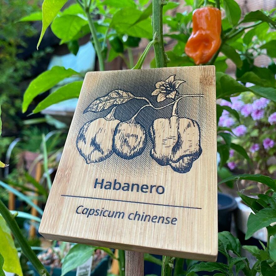 I've Been Making These Signs To Turn My Garden Into A Botanical Garden. Hand Drawn, Laser Engraved