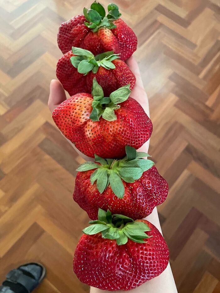 Fasciated Strawberries. The Whole Pack Was Practically Like This