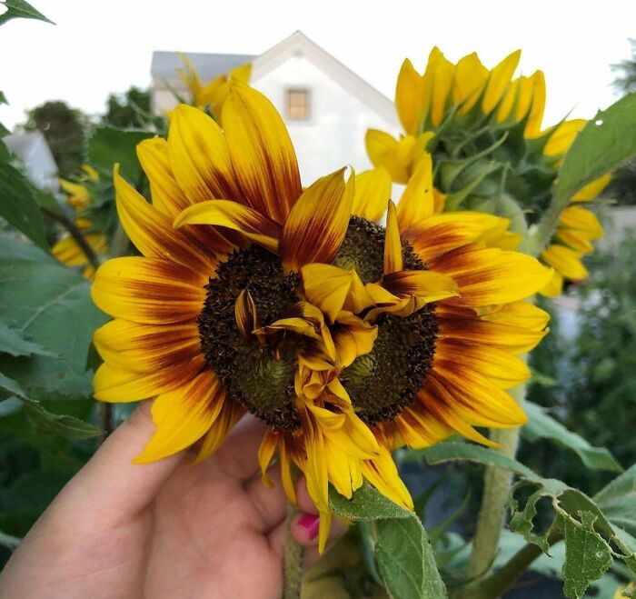 Fasciated Sunflower