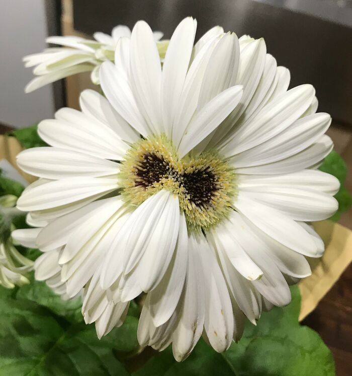 Love This Flower Mutation