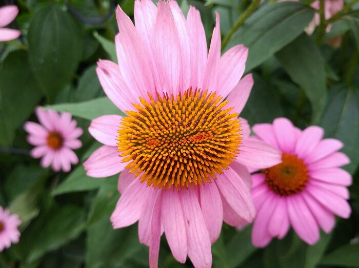 Fasciated Echinacea In My Mom's Garden. Never Seen One In Real Life