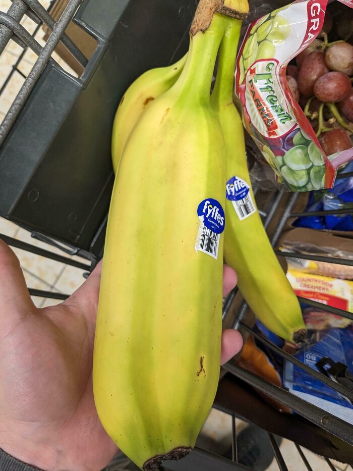 A Fasciated Banana We Found A While Ago