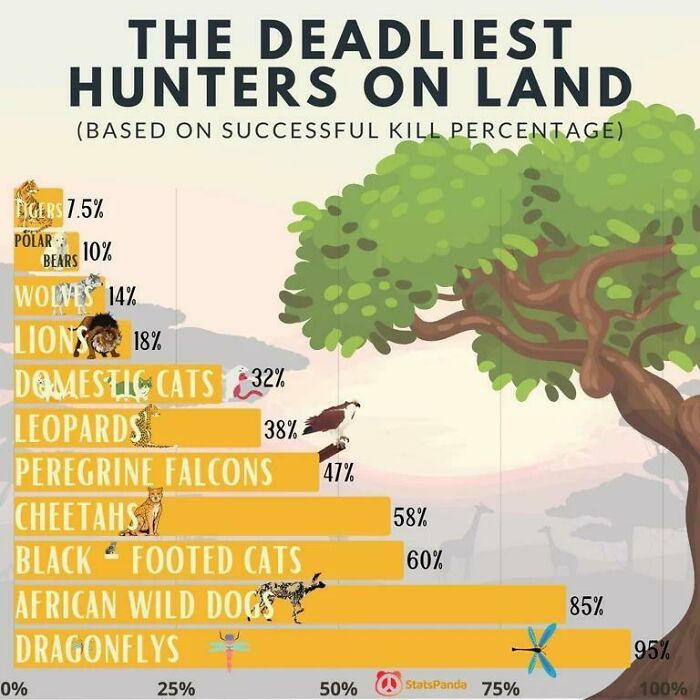 The Deadliest Hunters On Land (Based On Successful Kill Percentage)