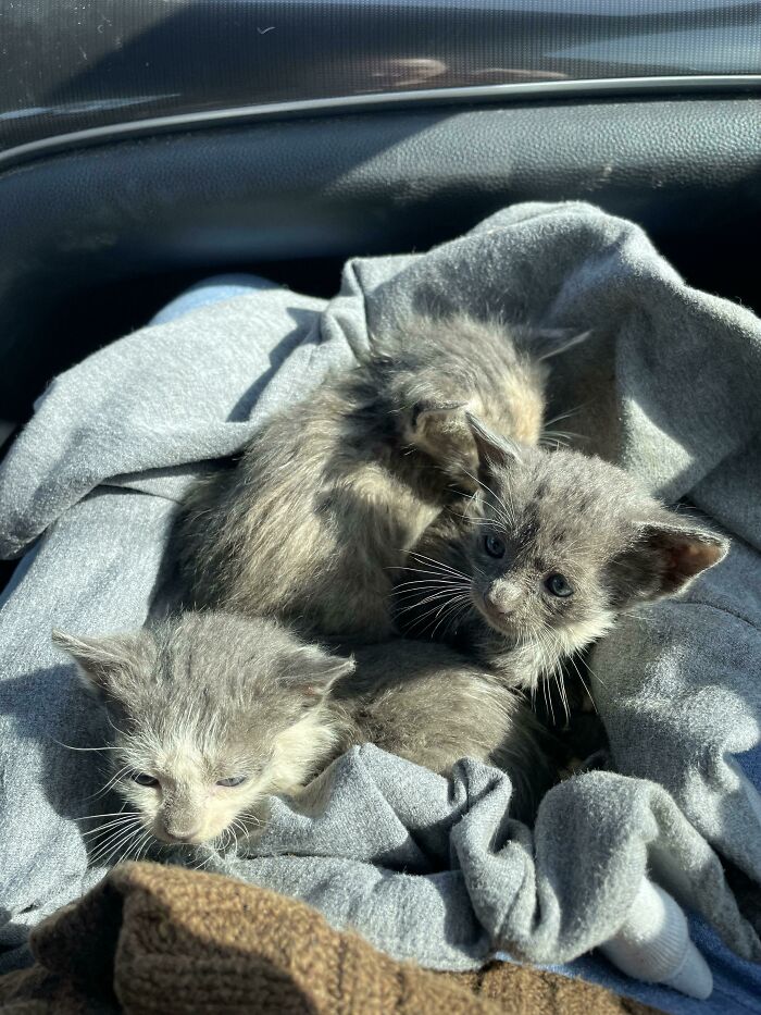 Found Kittens While Shopping