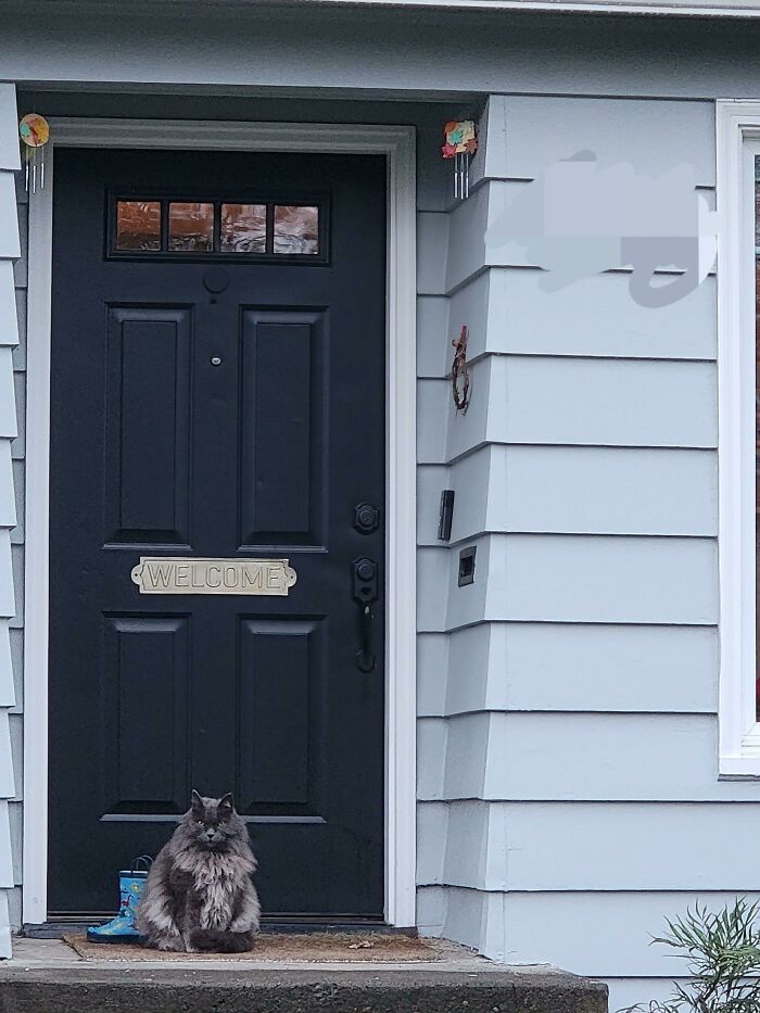 Tuve que repartir 4 sacos de 9 kilos cada uno llenos de comida para gato, y al llegar a la puerta...