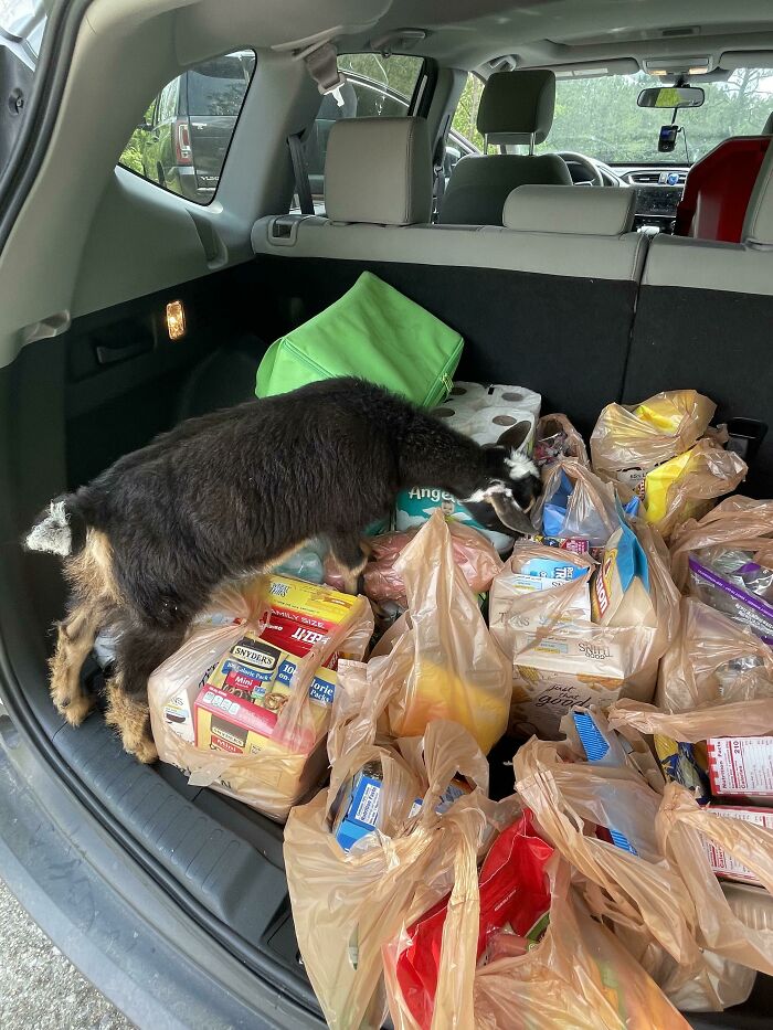 So I Had A First Today. Take The First Load To The Customer’s Door And Come Back For Another And There’s A Damn Goat In My Trunk Investigating Things