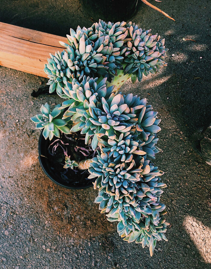 Scored This Gorgeous Crested Ghost Plant On The 1st Day Of My Plant Vacation