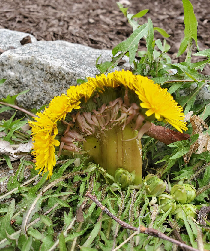 I Have A Mutant Dandelion With 8 Flowers All In One Stem