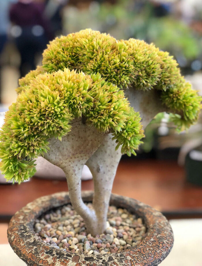 An Amazing Crested Succulent Spotted At A Succulent Show